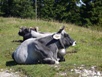 gal/540 CHF/_thb_Grey_cow.JPG